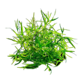 Guppy Grass | Najas guadalupensis