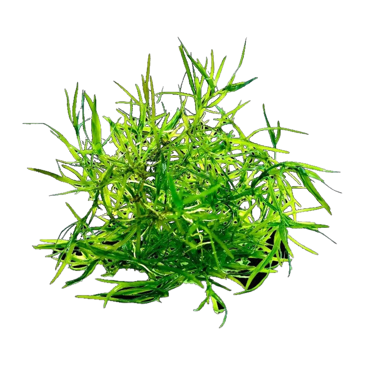 Guppy Grass | Najas guadalupensis