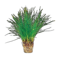 Hairgrass In Pot | Eleocharis parvula