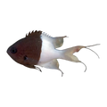 Half and Half Chromis | Chromis iomelas