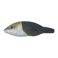 Half And Half Wrasse | Hemigymnus melapterus