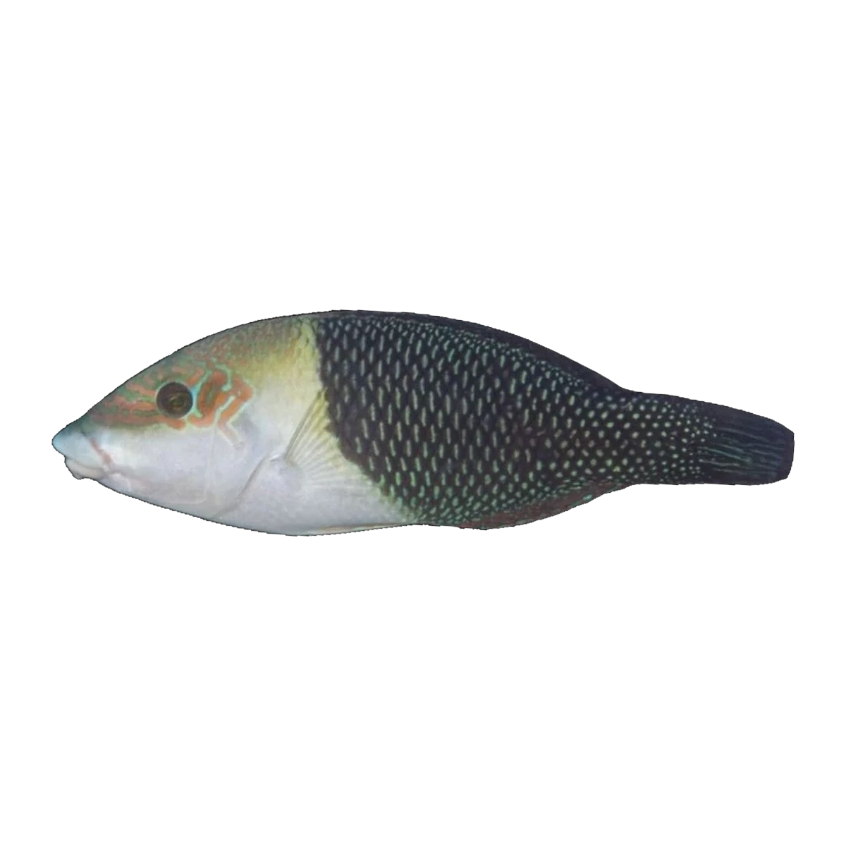 Half And Half Wrasse | Hemigymnus melapterus