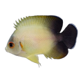 Half Black Angelfish | Centropyge vrolikii