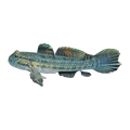 Halfbridled Goby | Arenigobius frenatus
