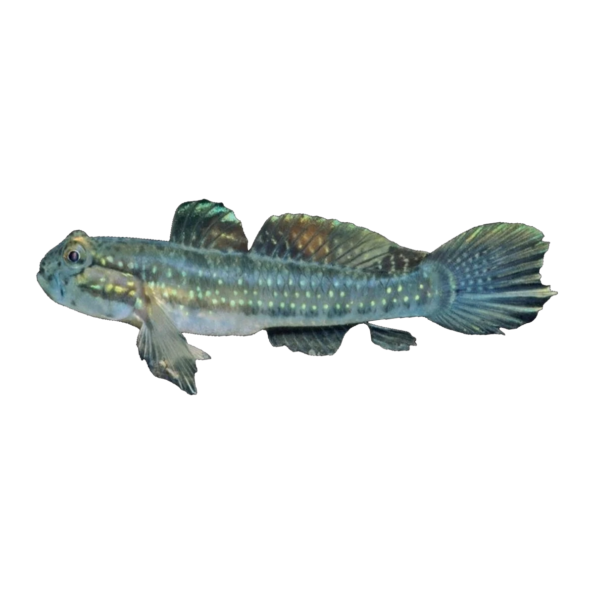 Halfbridled Goby | Arenigobius frenatus