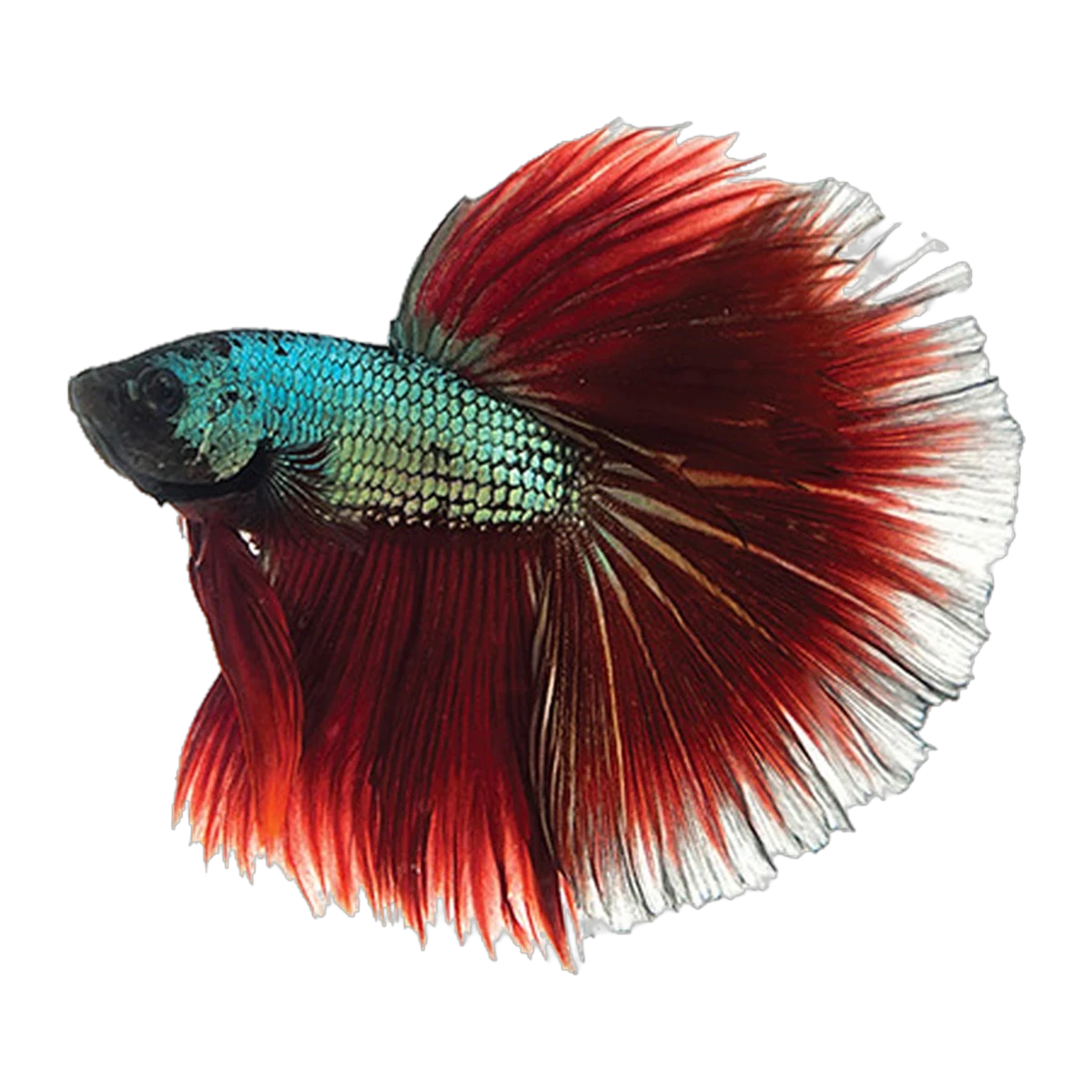 Halfmoon Fighting Fish | Betta splendens