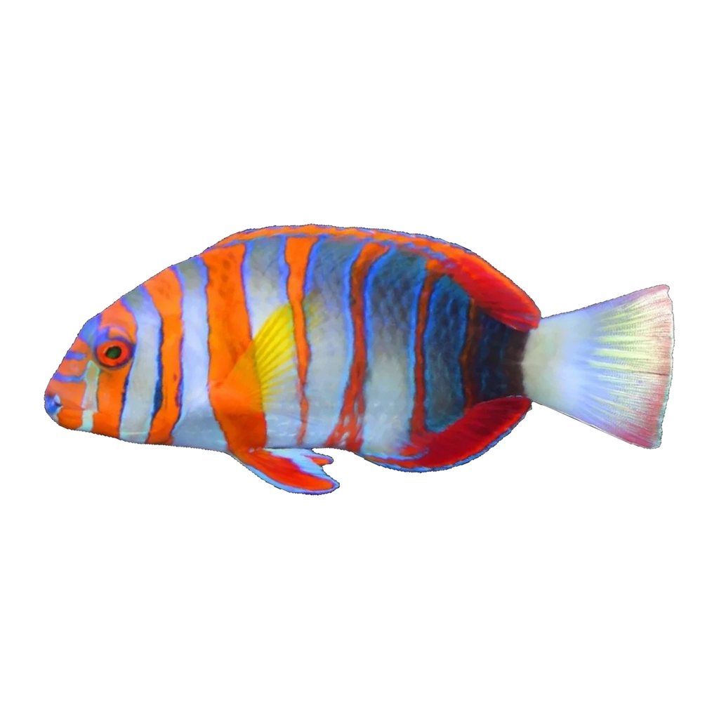 Harlequin Tuskfish | Choerodon fasciatus