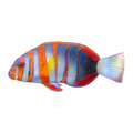 Harlequin Tuskfish | Choerodon fasciatus