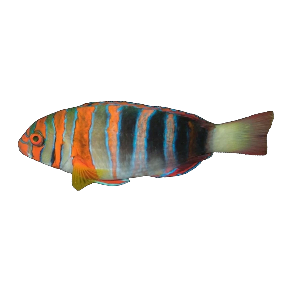 Harlequin Tuskfish | Choerodon fasciatus