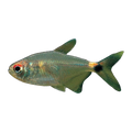 Head And Tail Tetra