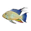 Heckelii Cichlid (Acarichthys heckelii)