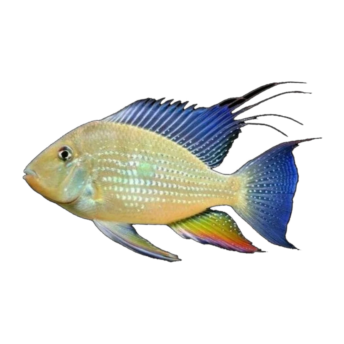 Heckelii Cichlid (Acarichthys heckelii)