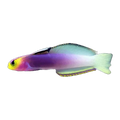 Helfrichi Goby | Nemateleotris helfrichi