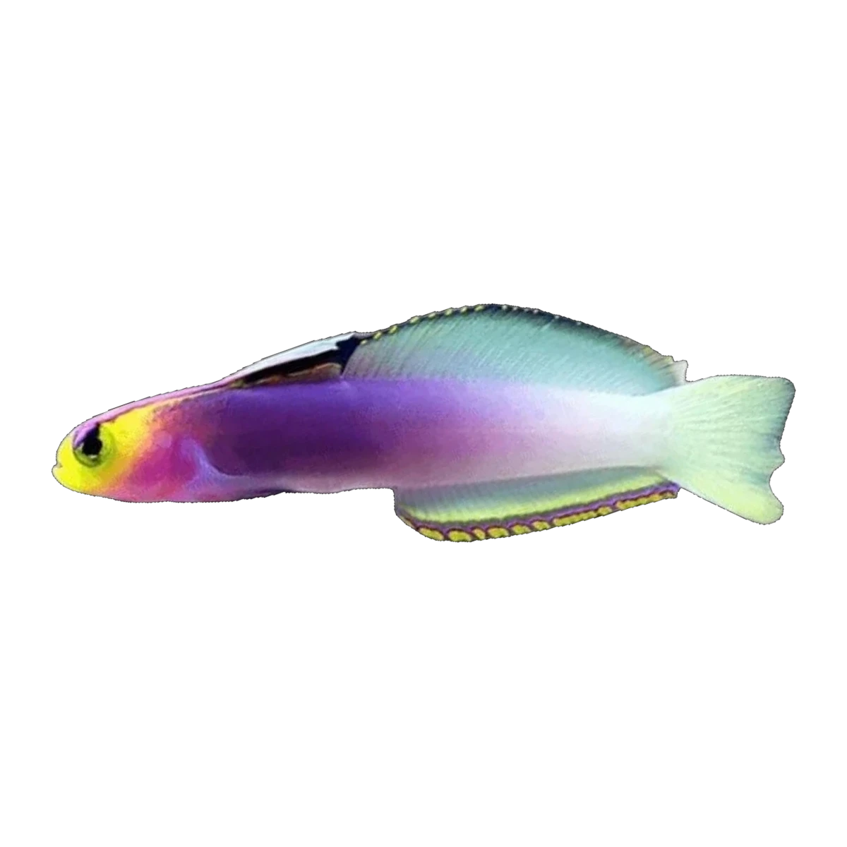 Helfrichi Goby | Nemateleotris helfrichi