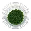 Hemianthus Callitrichoides | Hemianthus callitrichoides 'Cuba'