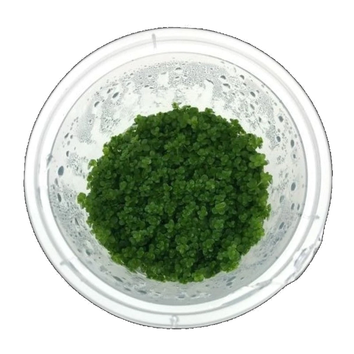 Hemianthus Callitrichoides | Hemianthus callitrichoides 'Cuba'