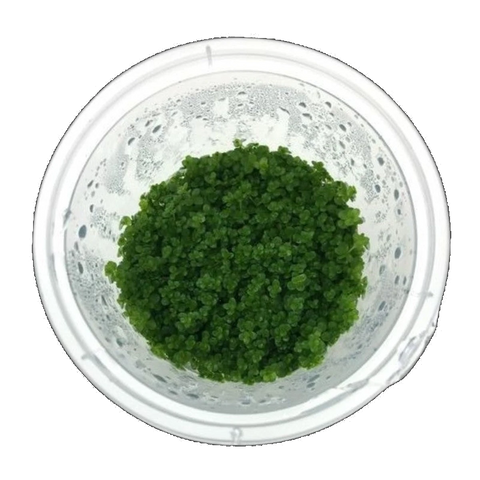 Hemianthus Callitrichoides | Hemianthus callitrichoides 'Cuba'