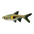 Hengeli Rasbora