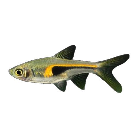 Hengeli Rasbora