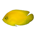 Herald's Angelfish | Centropyge heraldi