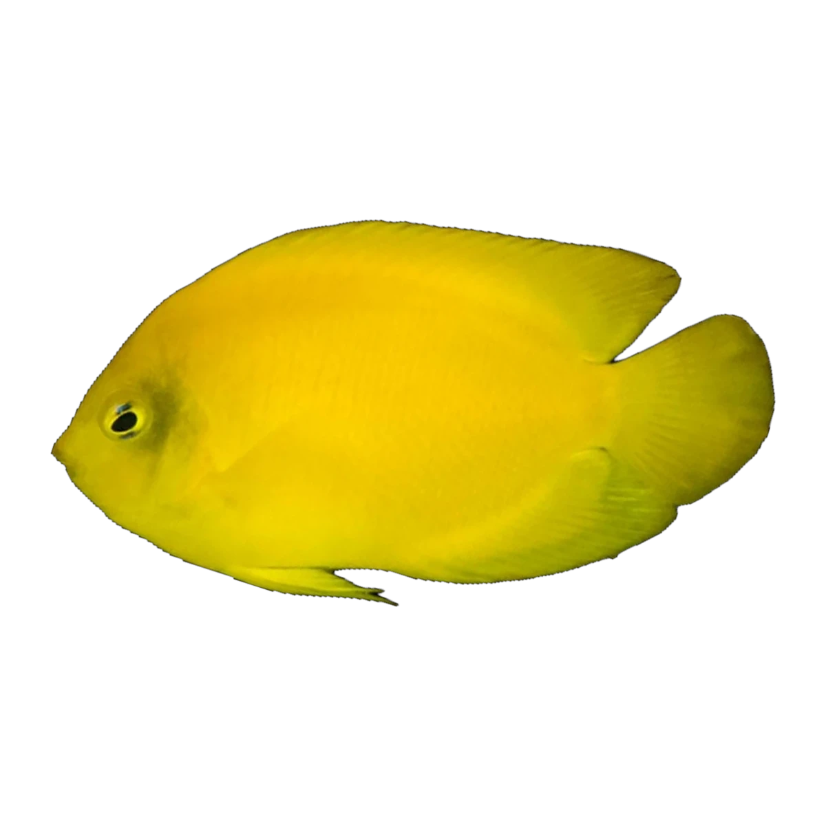 Herald's Angelfish | Centropyge heraldi