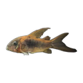 High Fin Bronze Corydoras | Osteogaster aeneus