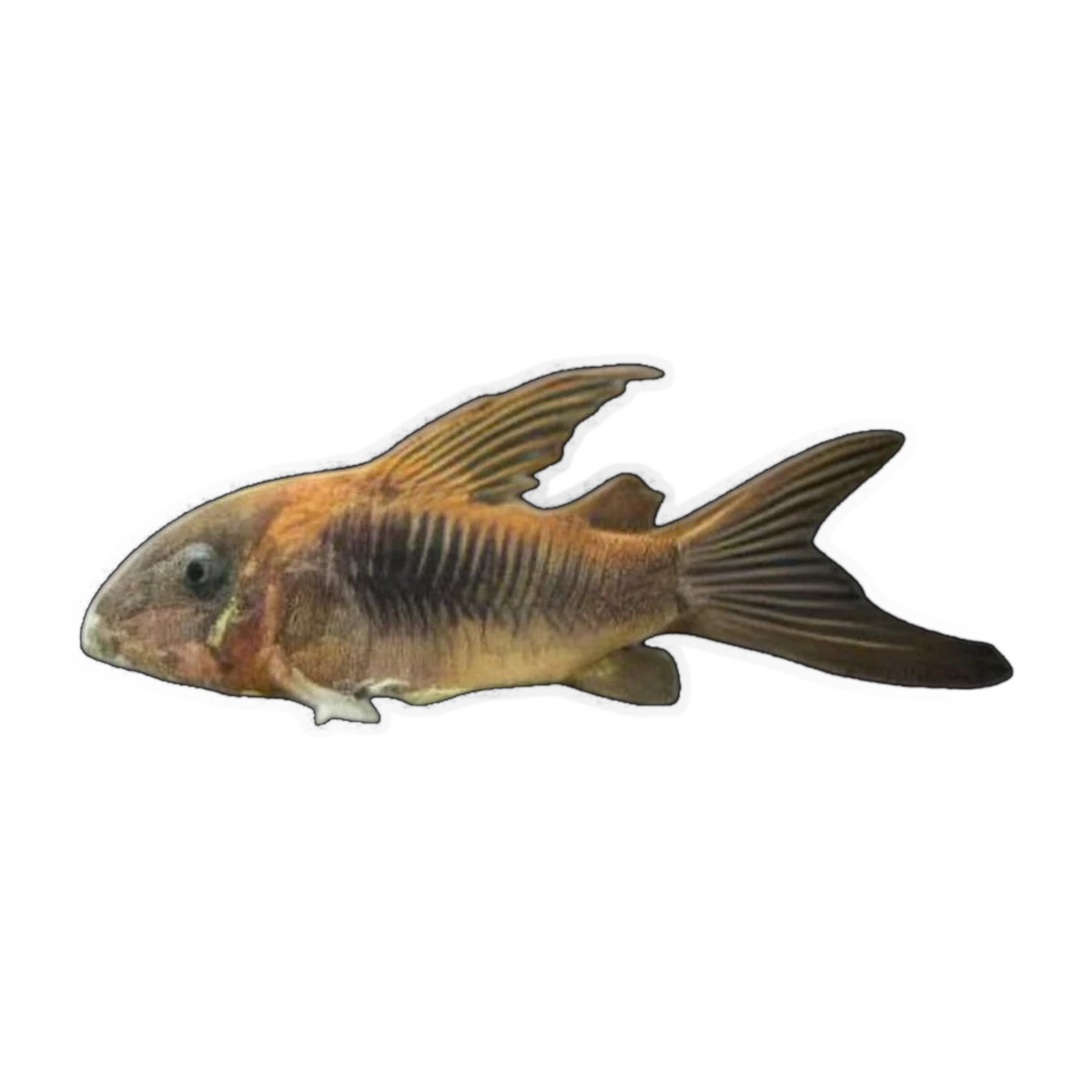 High Fin Bronze Corydoras | Osteogaster aeneus