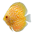 High-Grade Yellow Checkerboard Discus