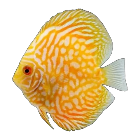 High-Grade Yellow Checkerboard Discus