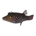 Honeycomb Pufferfish | Canthigaster janthinoptera