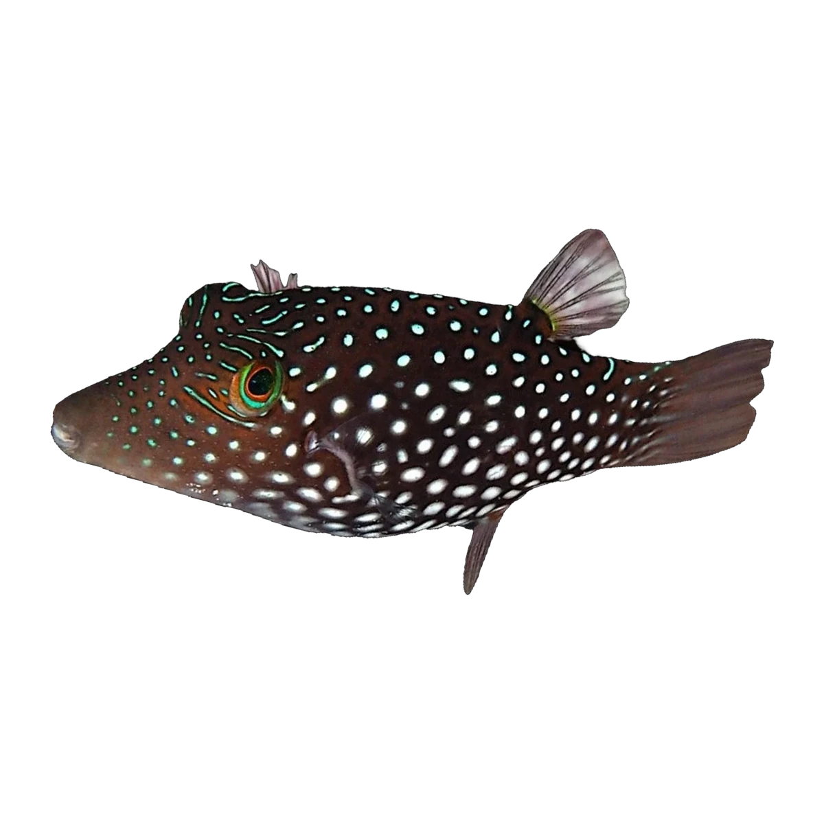 Honeycomb Pufferfish | Canthigaster janthinoptera