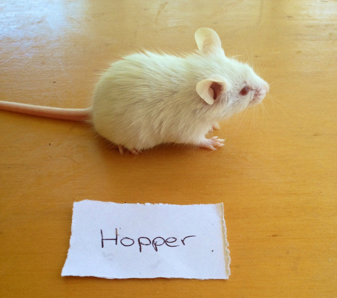 Frozen Mice Hoppers