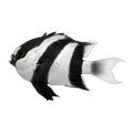 Humbug Damselfish | Dascyllus aruanus