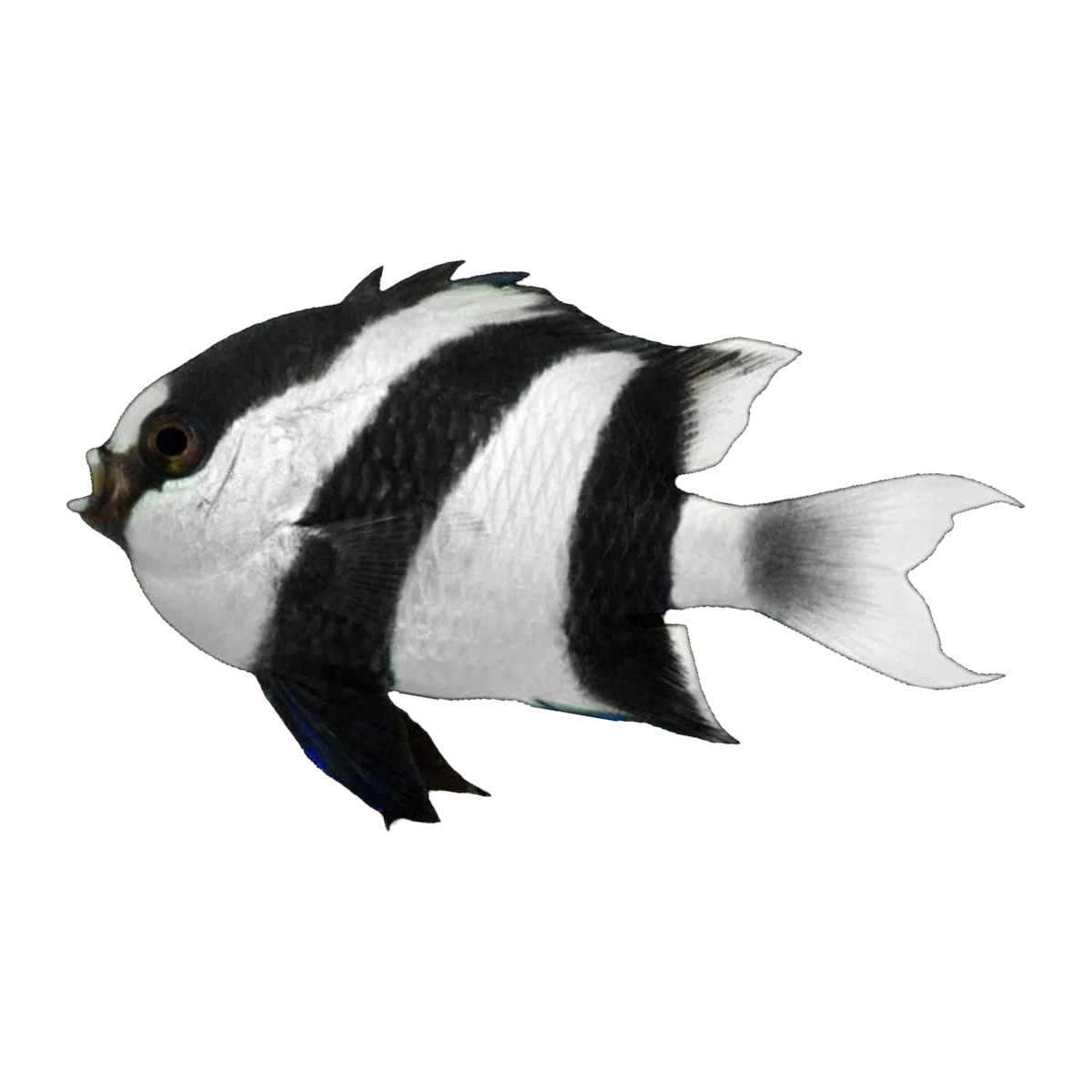 Humbug Damselfish | Dascyllus aruanus