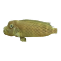 Humphead Cichlid