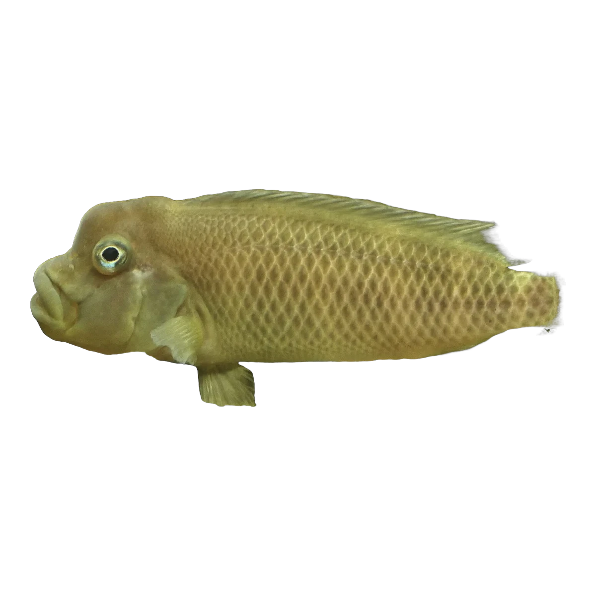 Humphead Cichlid