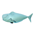 Humpnose Unicornfish | Naso tonganus