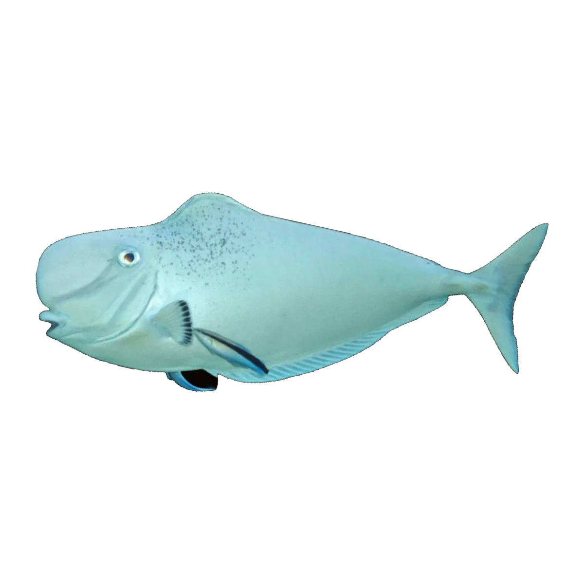Humpnose Unicornfish | Naso tonganus