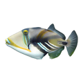 Humu Triggerfish | Rhinecanthus aculeatus