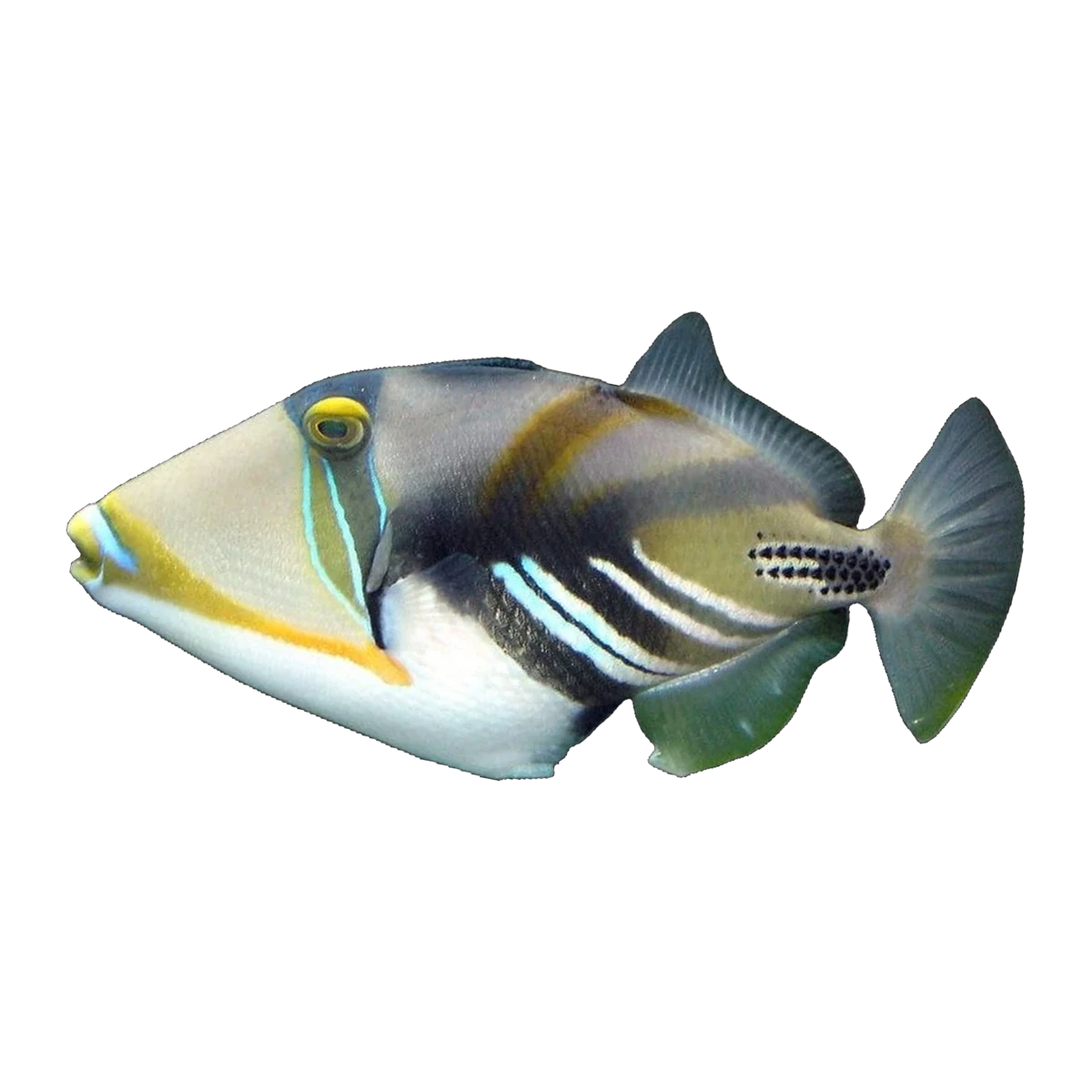 Humu Triggerfish | Rhinecanthus aculeatus