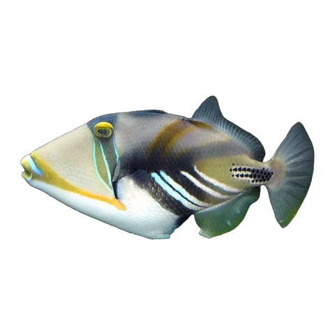 Humu Triggerfish | Rhinecanthus aculeatus