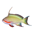 Hutchi Anthias | Pseudanthias hutchii