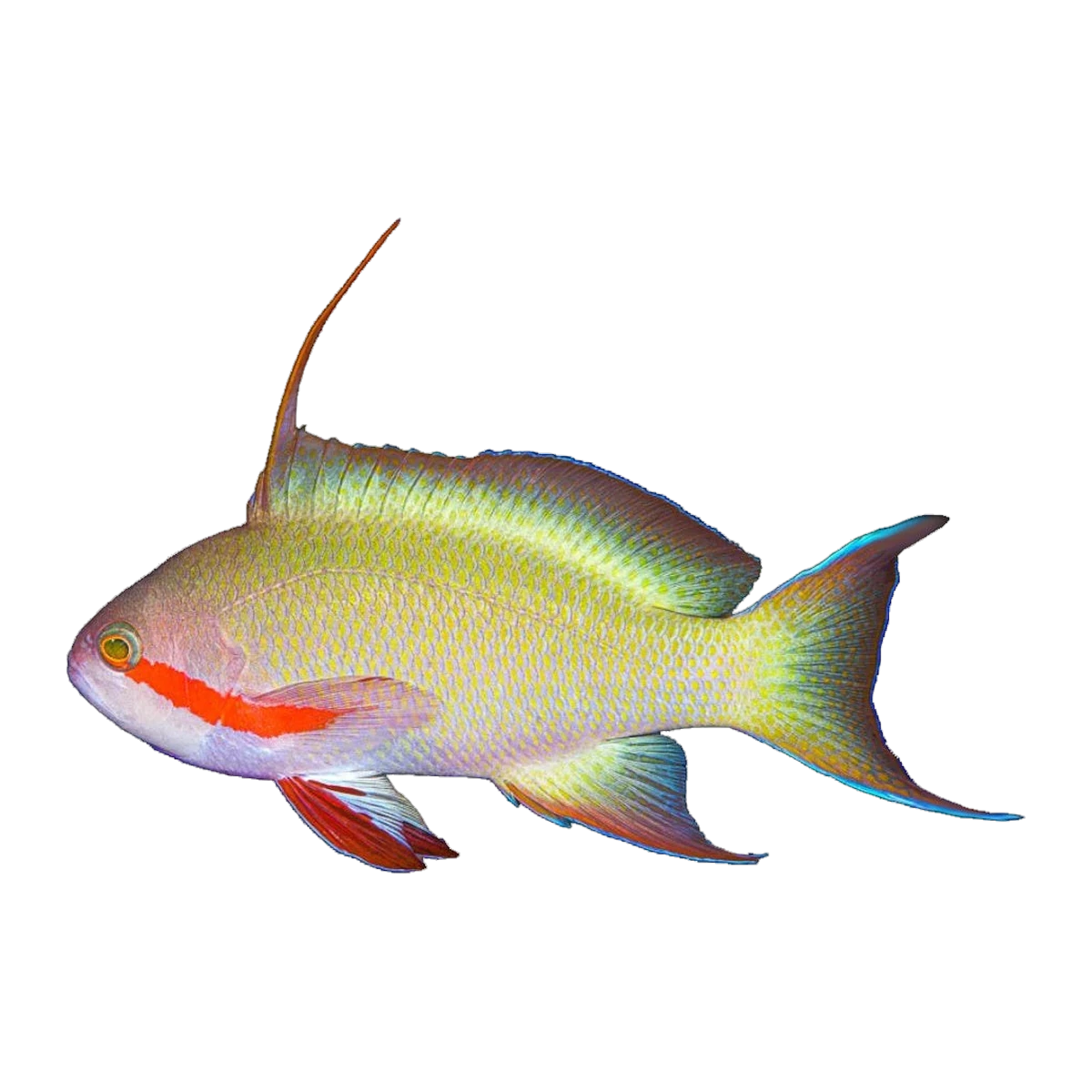 Hutchi Anthias | Pseudanthias hutchii