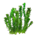 Hydrilla | Hydrilla verticillata