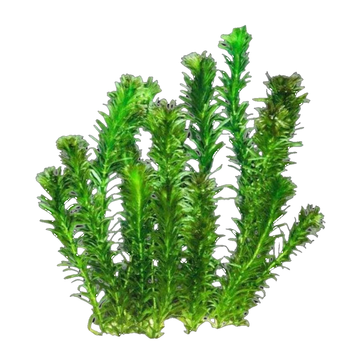 Hydrilla | Hydrilla verticillata