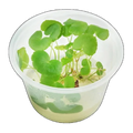 Hydrocotyle Leucocephala | Hydrocotyle leucocephala
