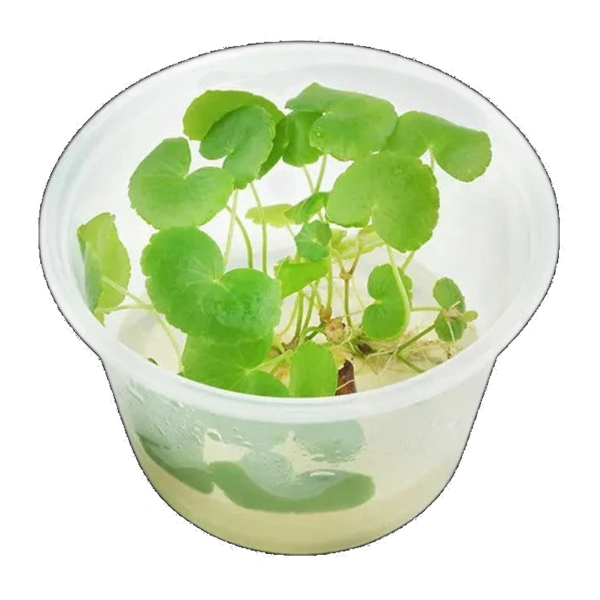 Hydrocotyle Leucocephala | Hydrocotyle leucocephala