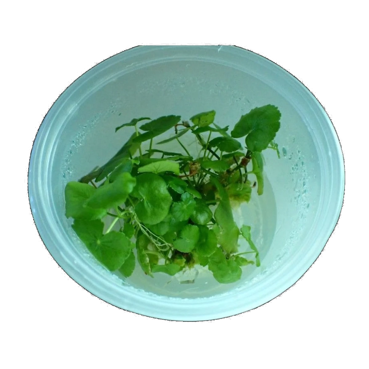 Hydrocotyle Tripartita Japan | Hydrocotyle tripartita