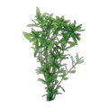 Hygrophila | Hygrophila polysperma