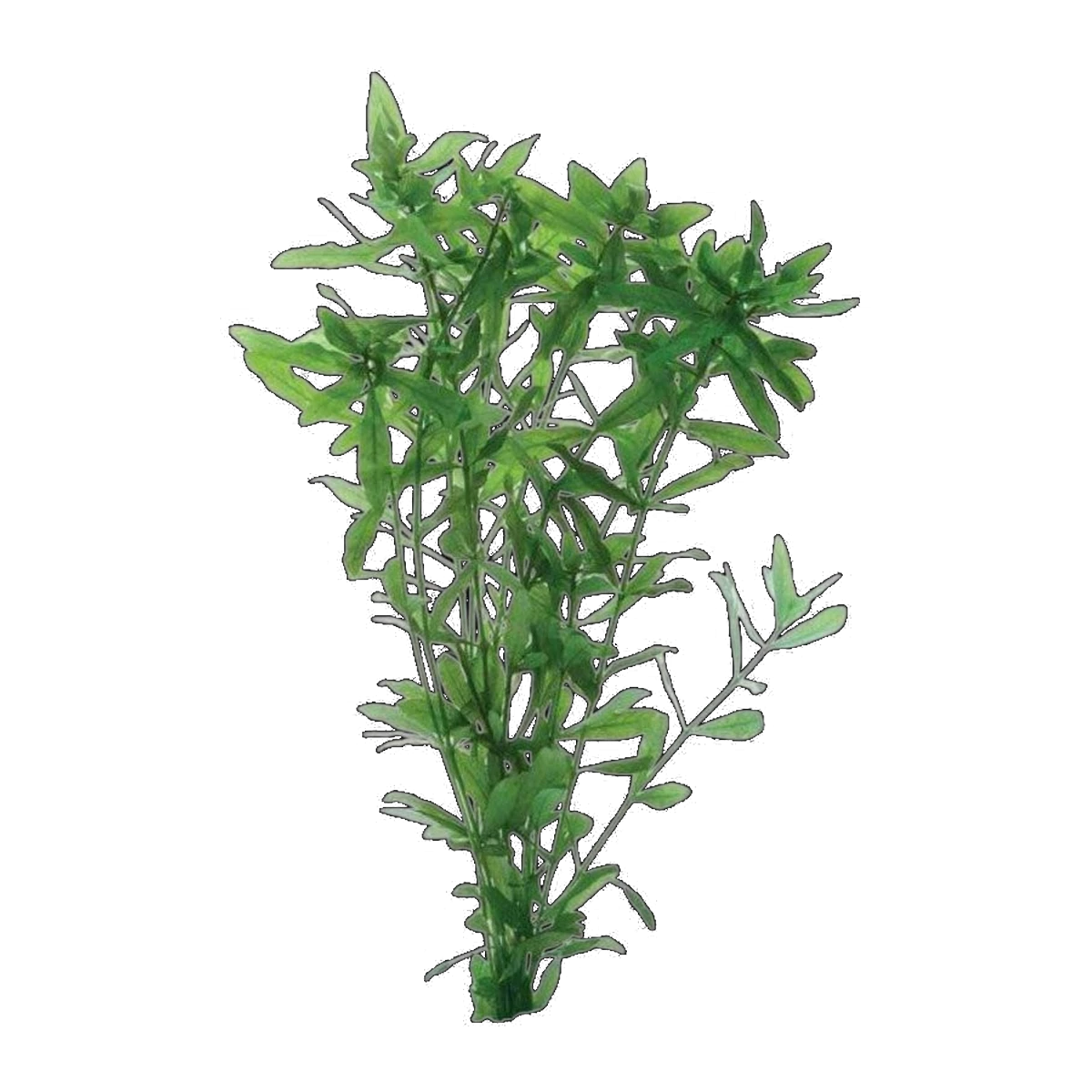 Hygrophila | Hygrophila polysperma